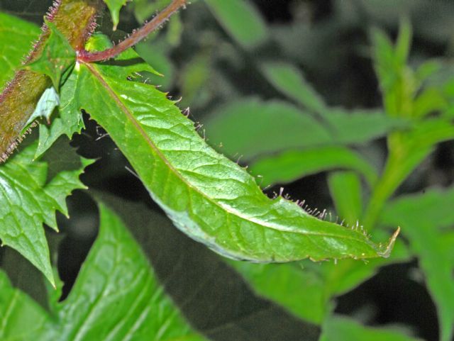 Cicerbita alpina / Lattuga alpina